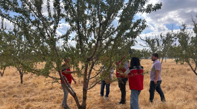 Badem bahçelerinde yaprak yanığı hastalığı kontrolleri başladı