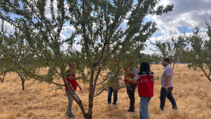 Badem bahçelerinde yaprak yanığı hastalığı kontrolleri başladı