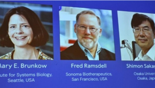 2025 yılı Nobel tıp ödülü'nün sahibi belli oldu