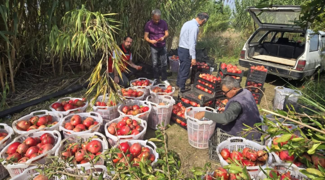  Akdeniz meyve sineği (Ceratitis capitata) tuzak takibi sürüyor
