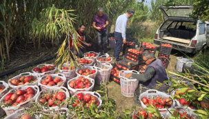  Akdeniz meyve sineği (Ceratitis capitata) tuzak takibi sürüyor