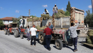 Alaşehir belediyesi hayvan üreticilerine ücretsiz yonca ve saman dağıttı