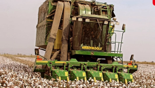 "Beyaz altın"pamuğun hasadı sorunlu başladı