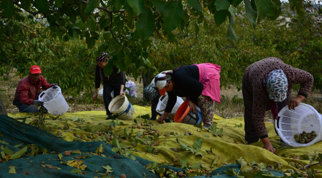 Demirci'de imece usülü ceviz hasadı 