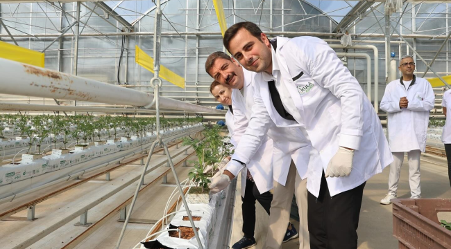 Kula jeotermal seraya 155 bin domates fidesi ekildi