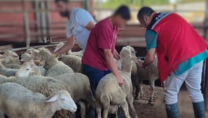 Kural dışı sevki yapılan 81 küçükbaş hayvan yakalandı