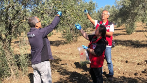 Organik tarım ürünlerinden numune alma sürüyor