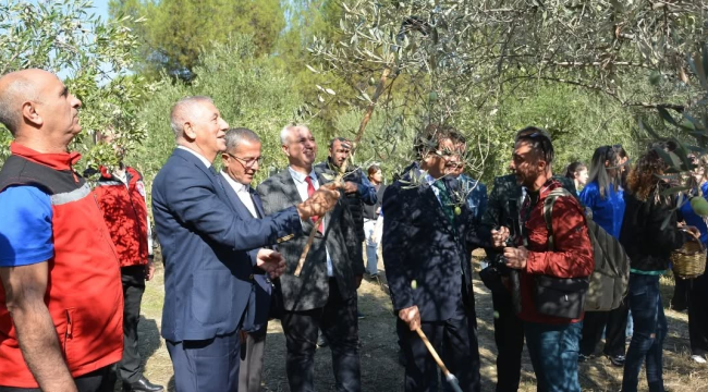 Salihli zeytin hasat şenliği