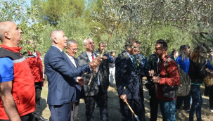 Salihli zeytin hasat şenliği