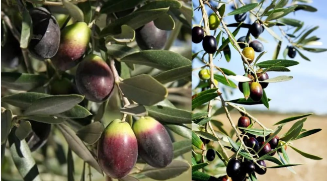 Zeytinin kilogram maliyeti belli oldu! İşte rakamlar