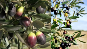 Zeytinin kilogram maliyeti belli oldu! İşte rakamlar