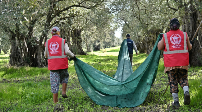 "Akhisar belediyesi Sindelli anıt bahçe zeytinyağı" için zeytin hasadı