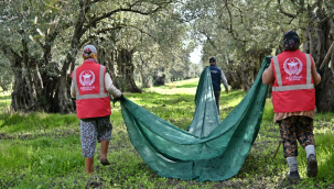 "Akhisar belediyesi Sindelli anıt bahçe zeytinyağı" için zeytin hasadı