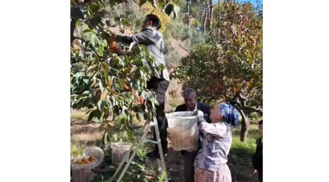 Alaşehir'de ilk kez Cennet elması festivali yapılacak
