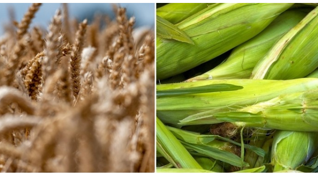 Arpa ve mısırın sıfır gümrük vergisiyle ithaline izin verildi