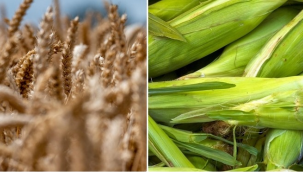 Arpa ve mısırın sıfır gümrük vergisiyle ithaline izin verildi