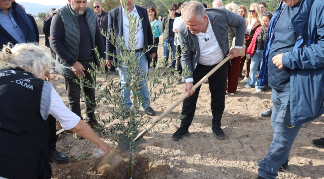 Atatürk'ün vasiyeti Urla'da hayata geçti! zeytin koleksiyon bahçesine ilk fidan dikimi