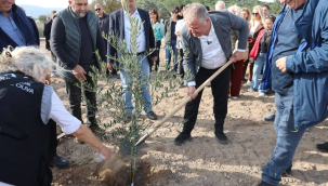 Atatürk'ün vasiyeti Urla'da hayata geçti! zeytin koleksiyon bahçesine ilk fidan dikimi