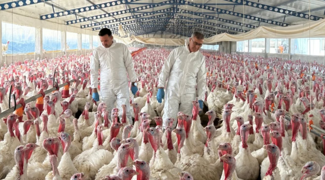 Broiler, yumurtacı ve hindi kümeslerinden "çorap swap" kontrolü