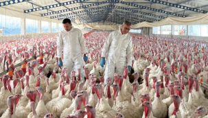 Broiler, yumurtacı ve hindi kümeslerinden "çorap swap" kontrolü