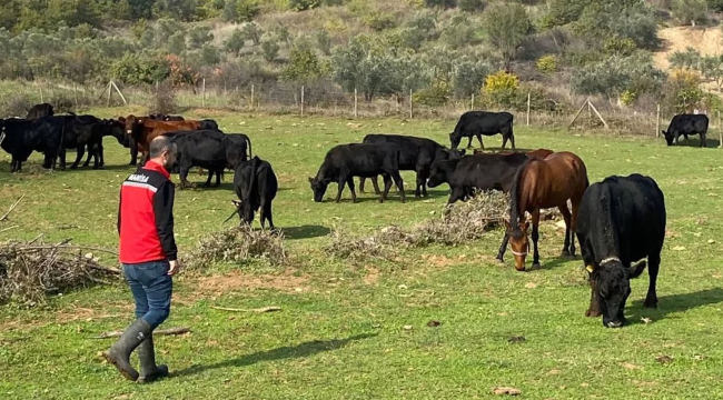 Doğuran anguslar yerinde denetlendi