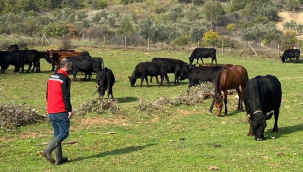 Doğuran anguslar yerinde denetlendi