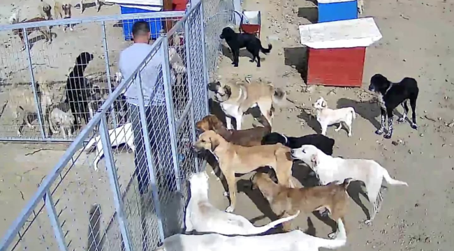 Güvenlik kamerasıyla 24 saat can dostları kontrol ediliyor