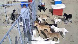 Güvenlik kamerasıyla 24 saat can dostları kontrol ediliyor