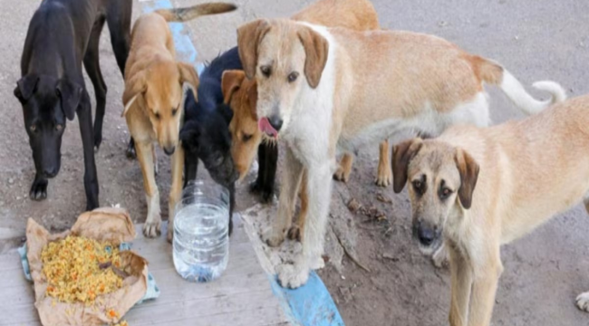 İstanbul valiliği sokak köpeklerini beslemeye yasak getirdi