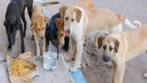 İstanbul valiliği sokak köpeklerini beslemeye yasak getirdi