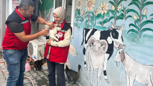 Kırkağaç'ta kedi ve köpeklere mikroçip ve kuduz aşısı 