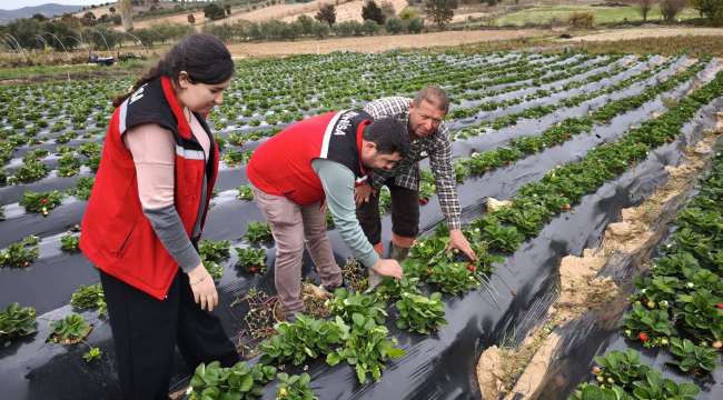 Köprübaşın'da çilek hasadı başladı