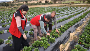 Köprübaşın'da çilek hasadı başladı