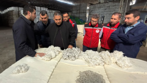 Manisa'da 1.590 bin pamuk üreticisi var