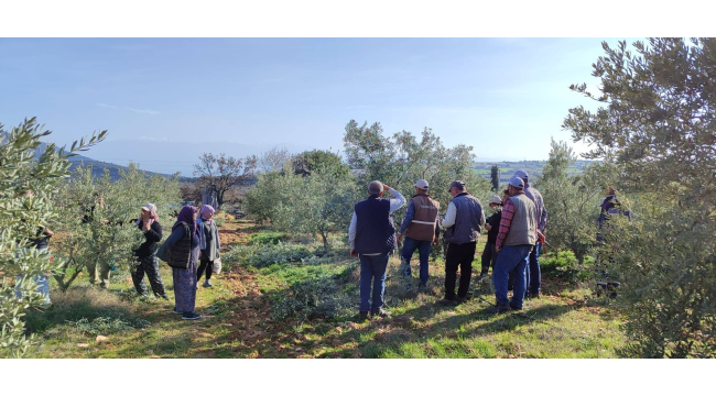 Salihli'de ücretsiz zeytin budama kursları başladı