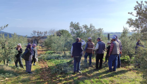 Salihli'de ücretsiz zeytin budama kursları başladı