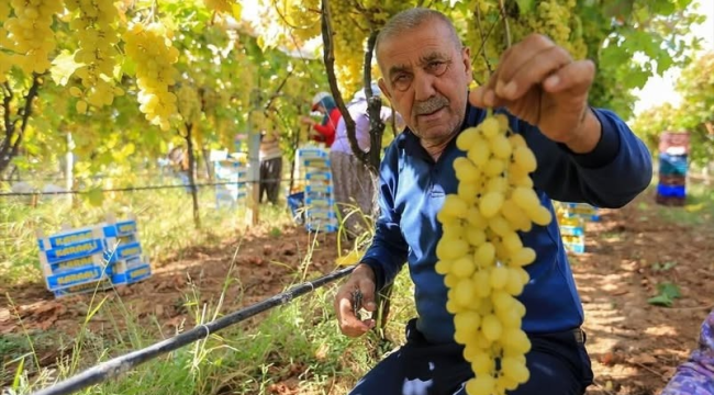Sarıgöl Ziraat Odası Başkanı Ülgen "Bağlarda tahmini 50 bin ton yaş üzüm alıcı bekliyor"