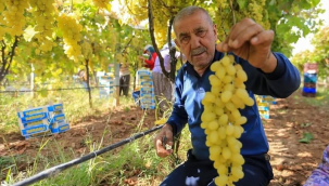 Sarıgöl Ziraat Odası Başkanı Ülgen "Bağlarda tahmini 50 bin ton yaş üzüm alıcı bekliyor"