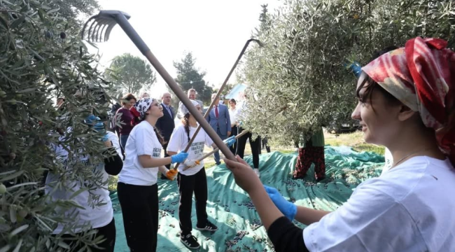Sarma köyü ilkokulunda zeytin hasadı