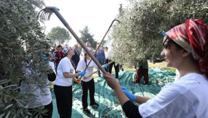 Sarma köyü ilkokulunda zeytin hasadı