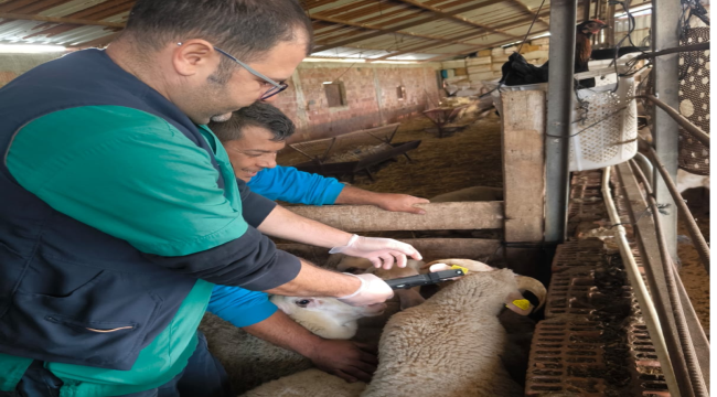 Soma'da küçükbaş hayvan sağlığını korumak için küpeleme ve aşılama 