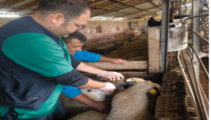 Soma'da küçükbaş hayvan sağlığını korumak için küpeleme ve aşılama 