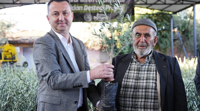 Akhisar'da çiftçilere zeytin fidanı dağıtldı