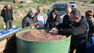 Akhisar Sarıçalı'da yem bitkisi tohumu ekimi 