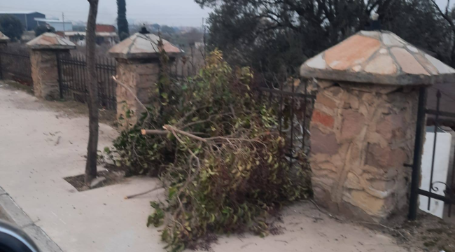 Alaşehir'de ağaç katilleri iş başında