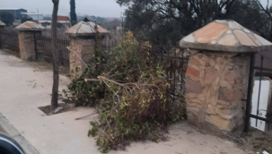 Alaşehir'de ağaç katilleri iş başında