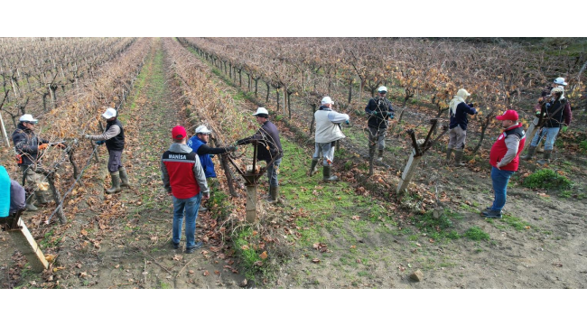 Bağlarda doğru budama eğitimi
