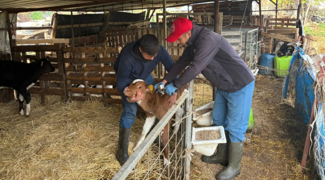 Hayvanlara şap aşısı yapıldı