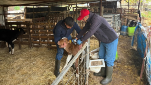 Hayvanlara şap aşısı yapıldı