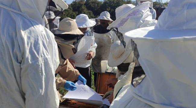 İzmir'de 5 ilçede arıcılık eğitimi